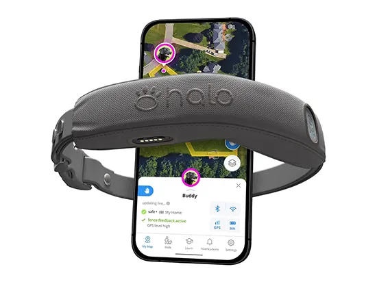 Halo Collar 4