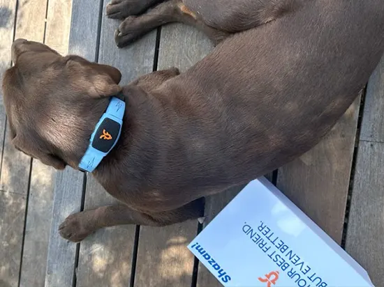 Shazam Band: El collar que permite a tu perro hablar contigo Shazam Band